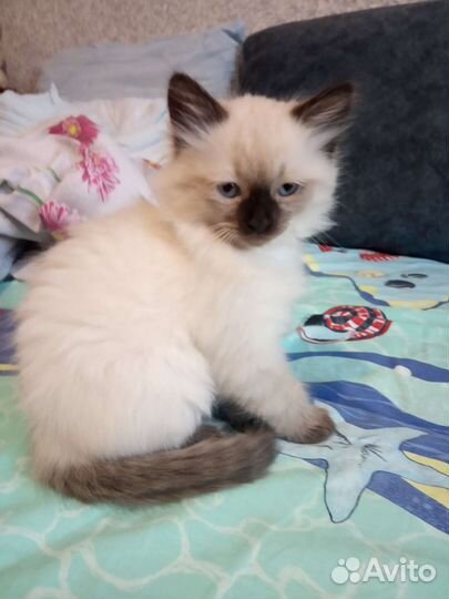 Котенок мальчик