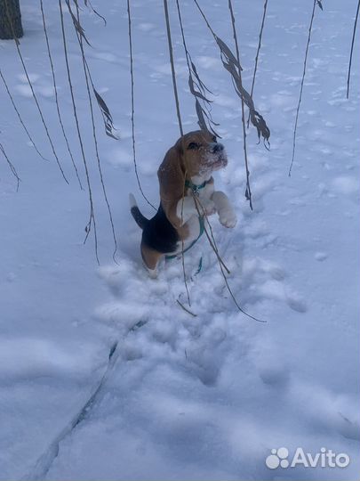 Бигль щенок 5 мес. Клубный