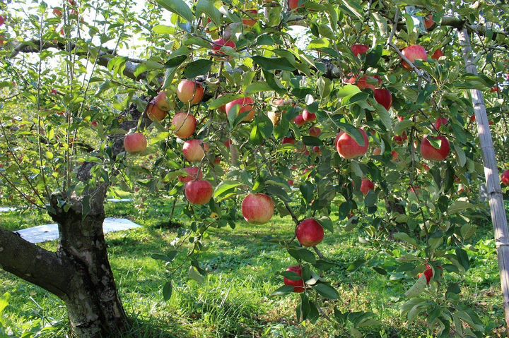 Участок 9 сот. (ИЖС)