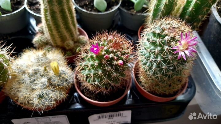 Кактусы, Суккуленты, Сансевиерия