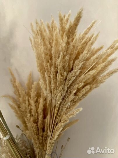 Сухоцветы для творчества