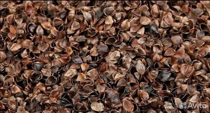 Гречневая лузга