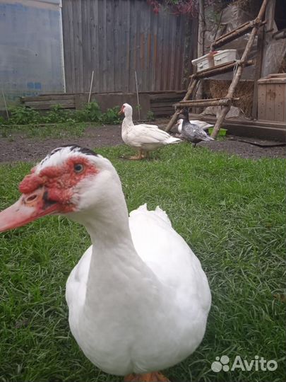 Мускусные утки