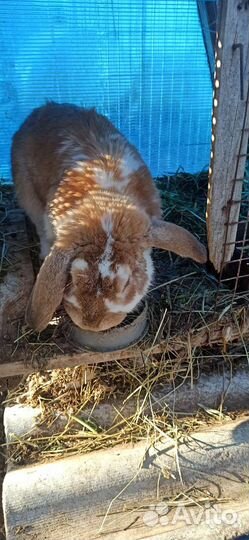 Кролики французский баран