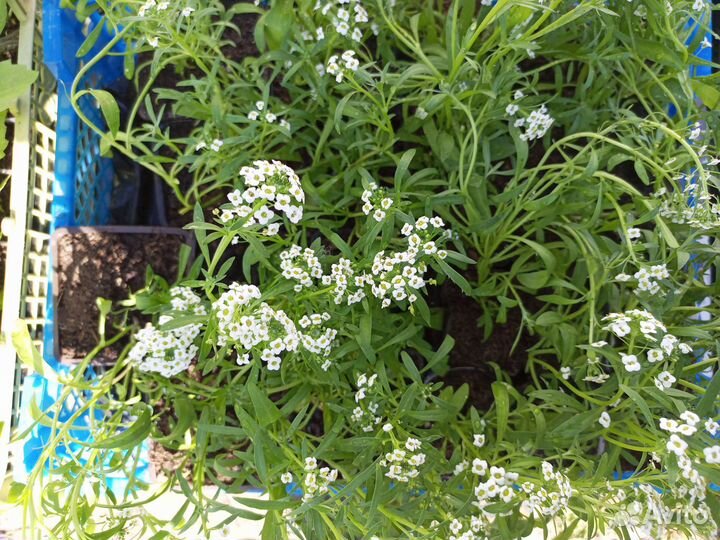 Бакопа белая, алисум белый, цинерария, астра