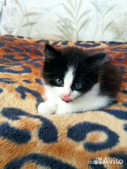 Кошка в дар бесплатно