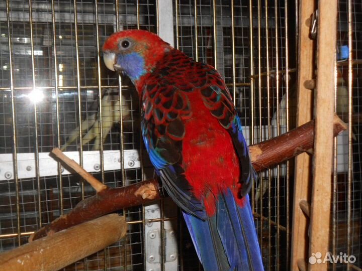 Пеннантовая розелла