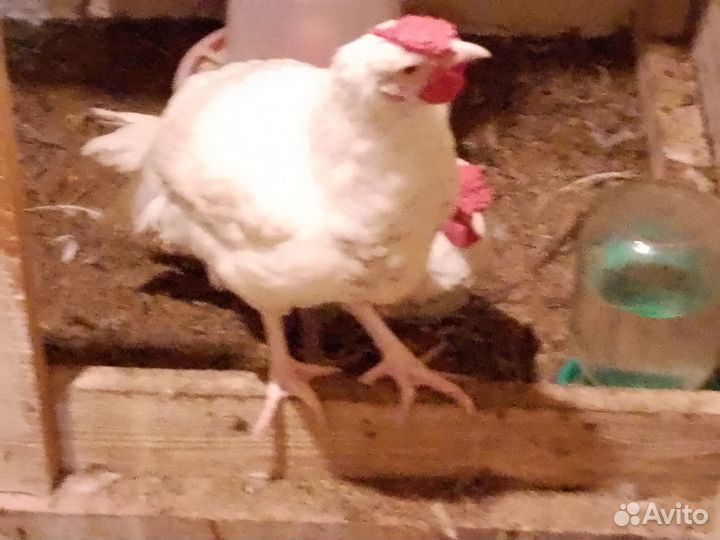 Молодые петушки