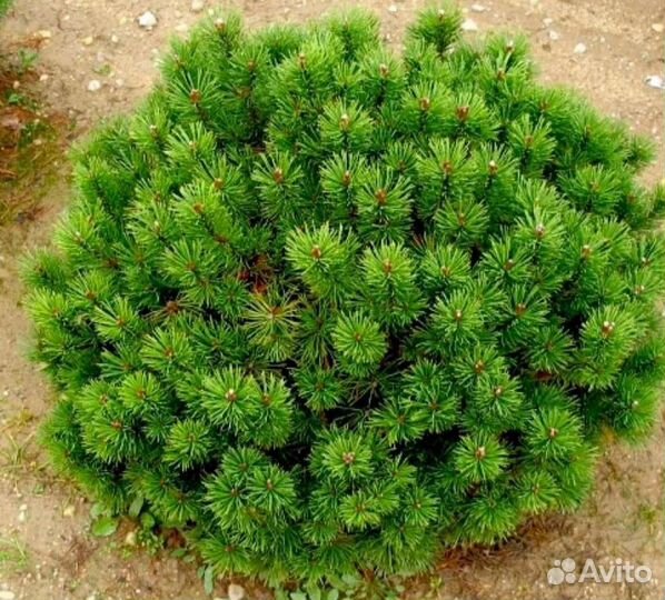 Сосна горная мопс