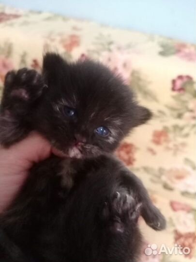 Котенок Веда