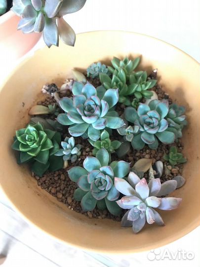 Суккуленты набор Каменные цветы