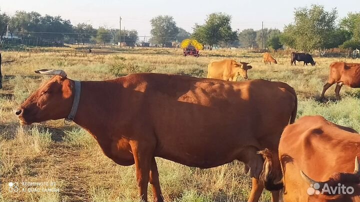 Коровы дойные молочные 4голо
