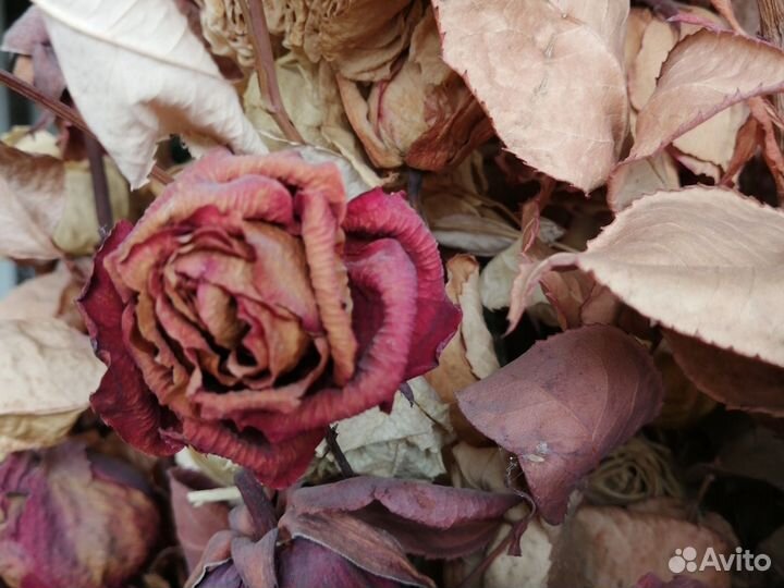 Сухие розы