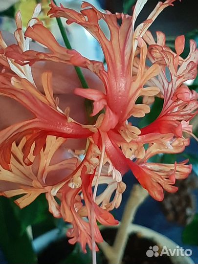 Срезы сортовых гибискусов