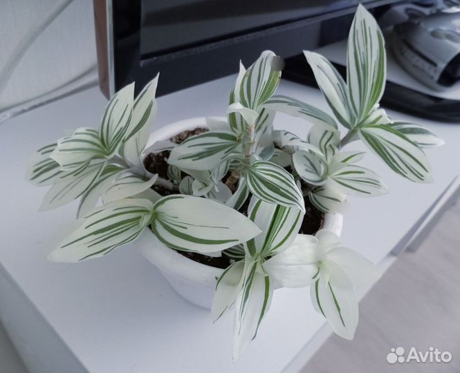 Традесканция белая