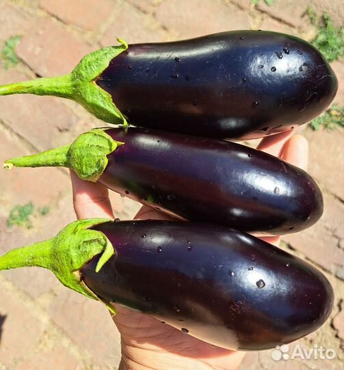 Баклажан Домашний