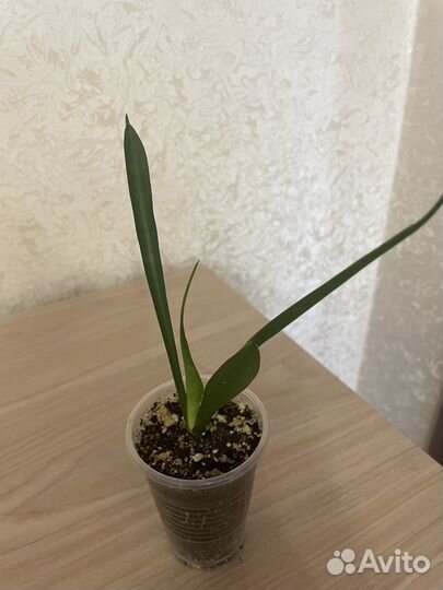 Сансевиерия