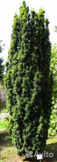 Саженцы хвойных и вечнозеленых растений