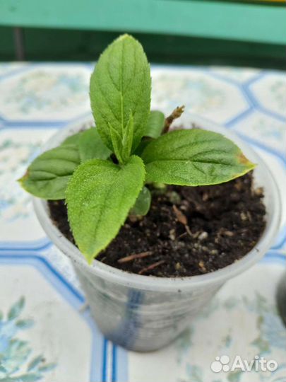 Гортензии Самарская лидия, Ванила фрейз