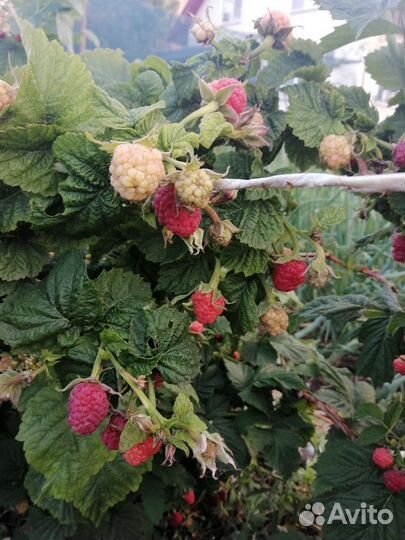 Малина без шипная, гордость России