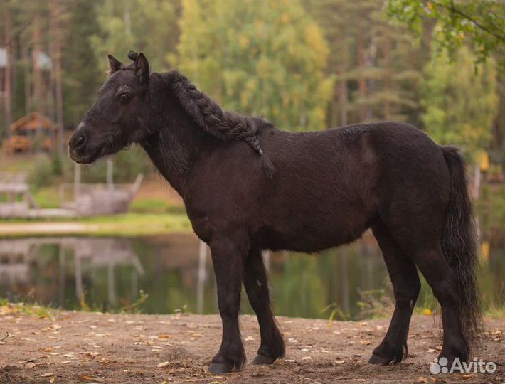 Шетлендская пони