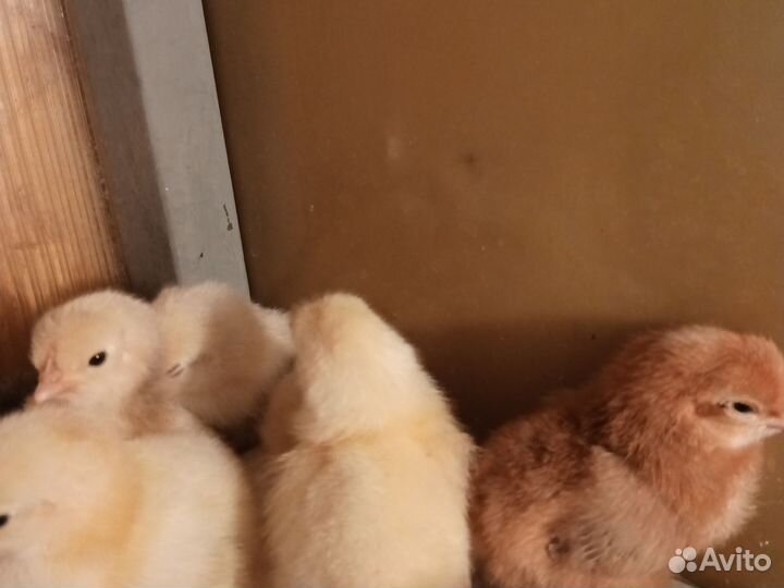 Цыплята несушки родонит