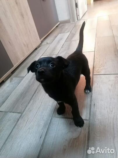 Щенок в добрые руки