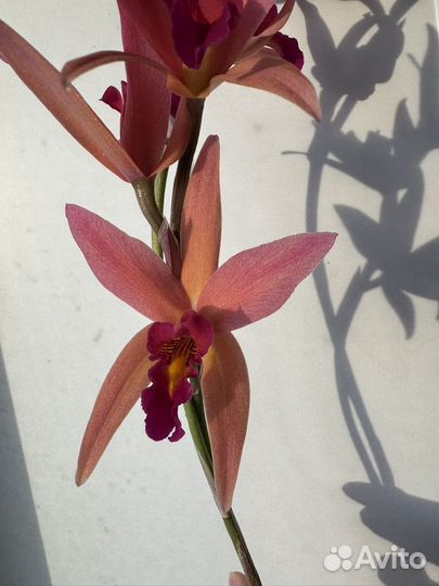Орхидея каттлея