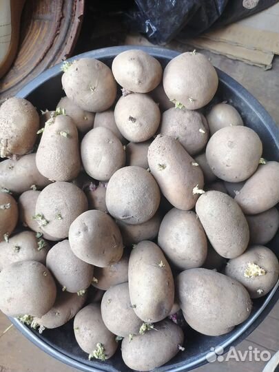 Продам картофель на посадку и еду