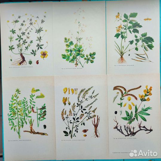 Винтажные ботанические иллюстрации растения