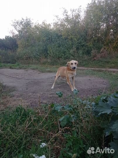Собака бесплатно в дар в добрые руки