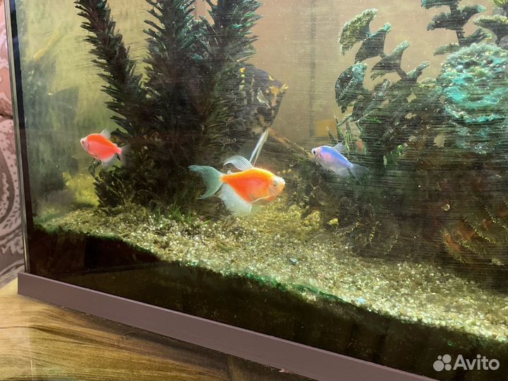 Аквариум с рыбками бесплатно