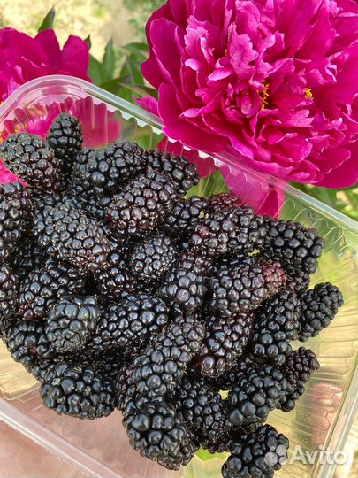 Саженцы ежевики Карака блек