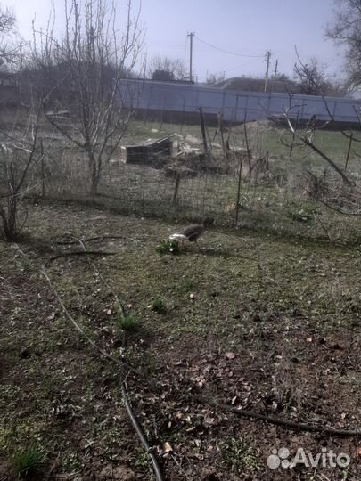 Белолобые гуси