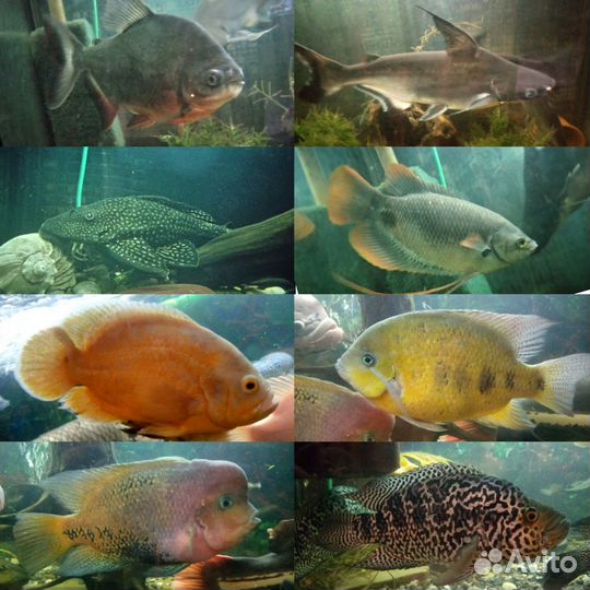 Аквариумные рыбы