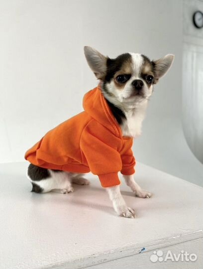 Одежда для собак мелких пород