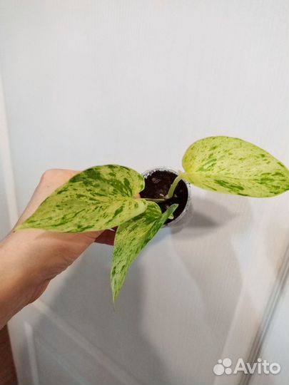 Сциндапсус, эпипремнум