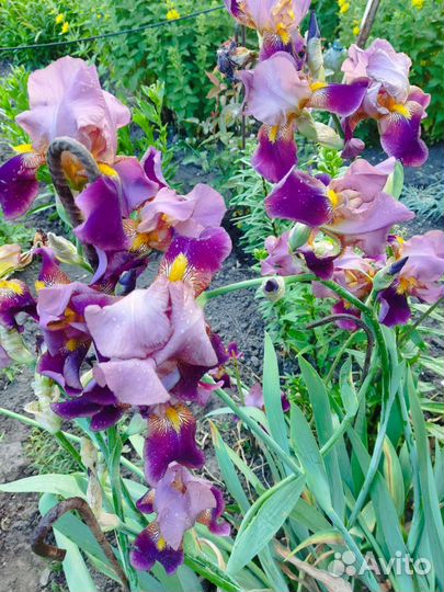 Ирисы, нарциссы, примула, хоста, бадан и др