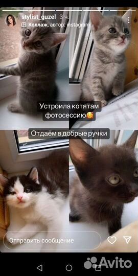 Кошка в дар бесплатно