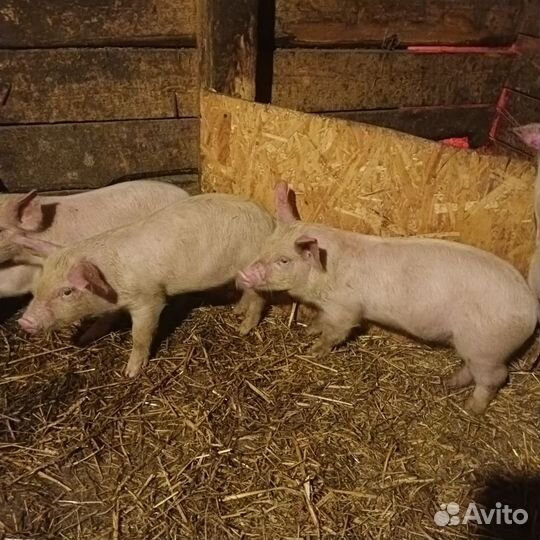 Бычок,хряк и свиноматки,поросята