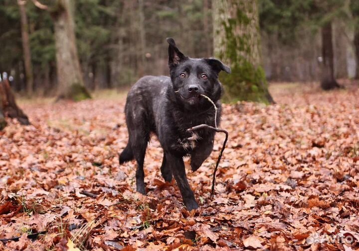 Собака в дар