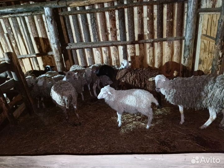 Овцы бараны