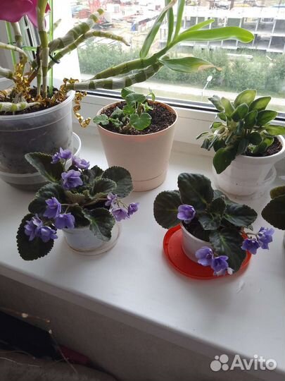 Фиалка в горшках