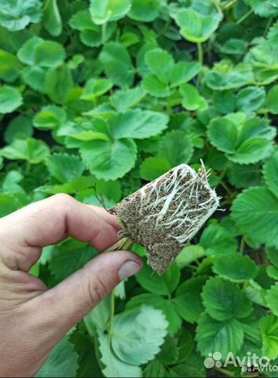 Рассада клубники клери альба