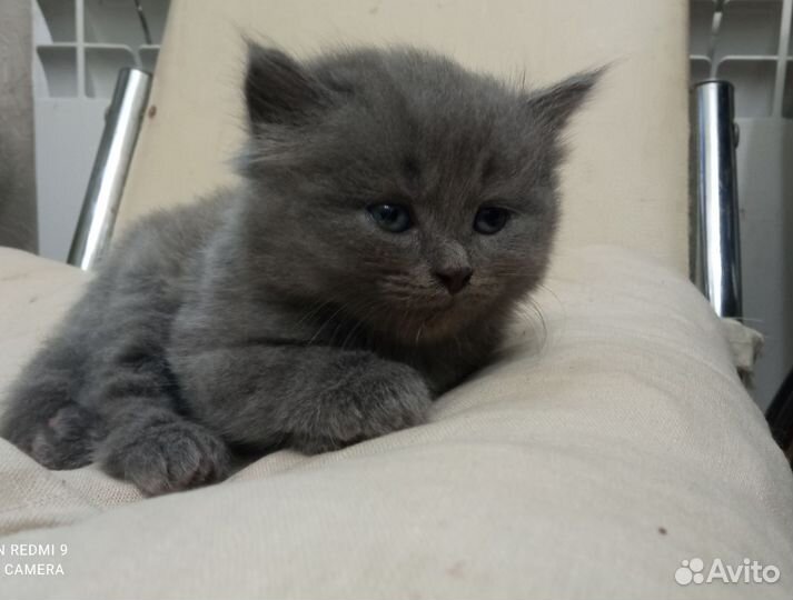 Британская кошка