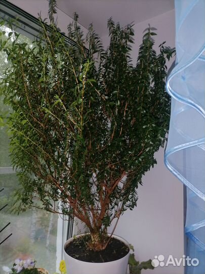 Миртовое дерево