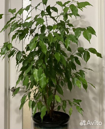 Фикус бенджамина большой
