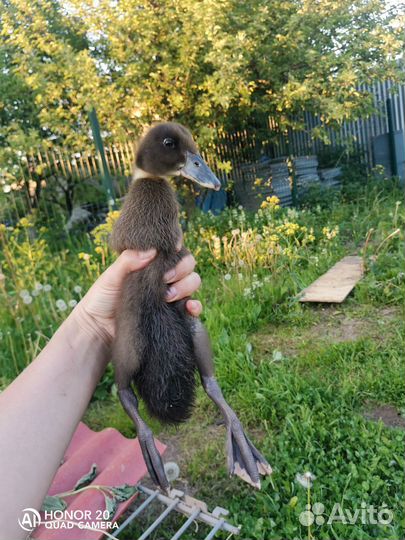 Утята индийский бегунок