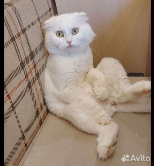 Кошка на вязку