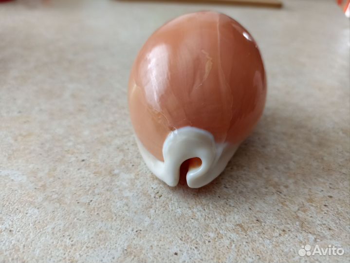 Cypraea aurantium